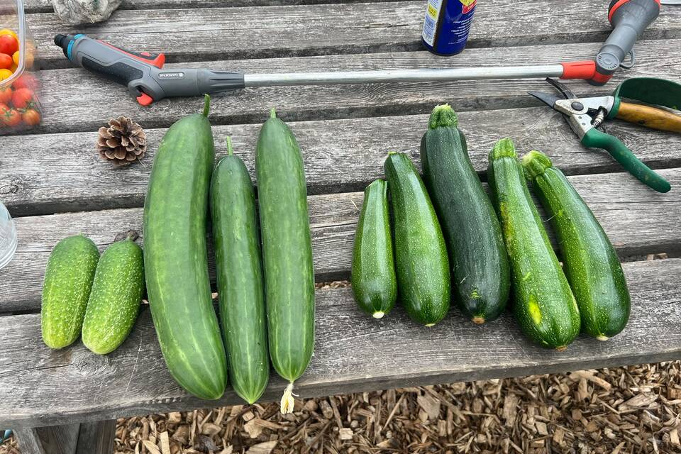 Vanmiddag op de tuin met Haye op de dorpstuin ‧ 06-08-2026