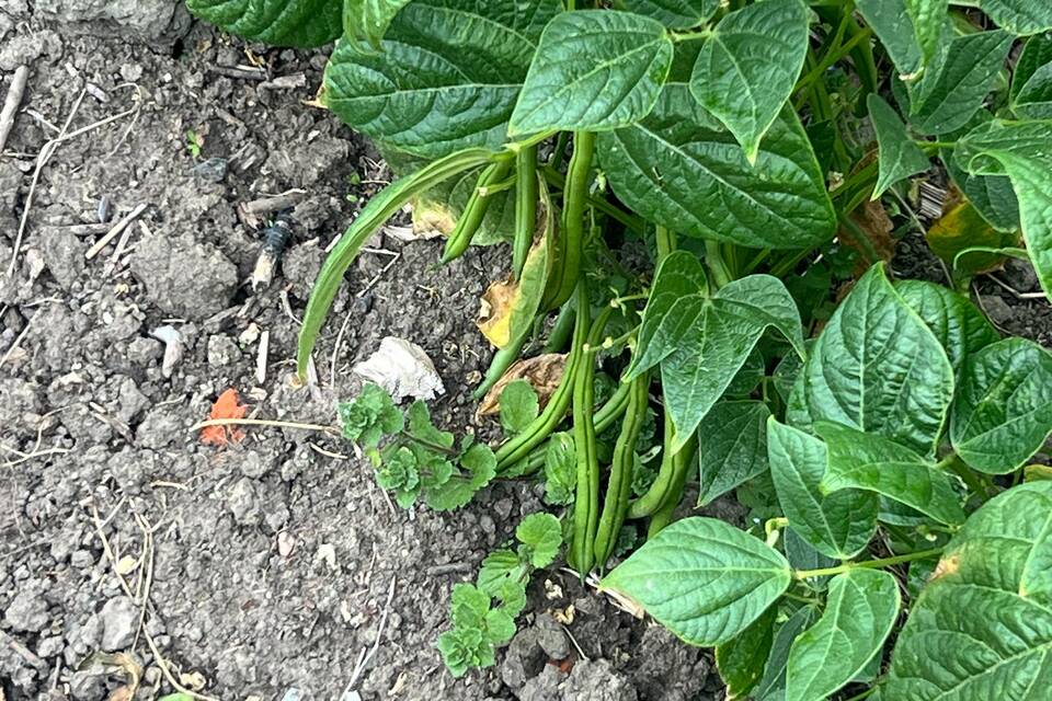 Vanmiddag op de tuin met Haye op de dorpstuin ‧ 06-08-2026