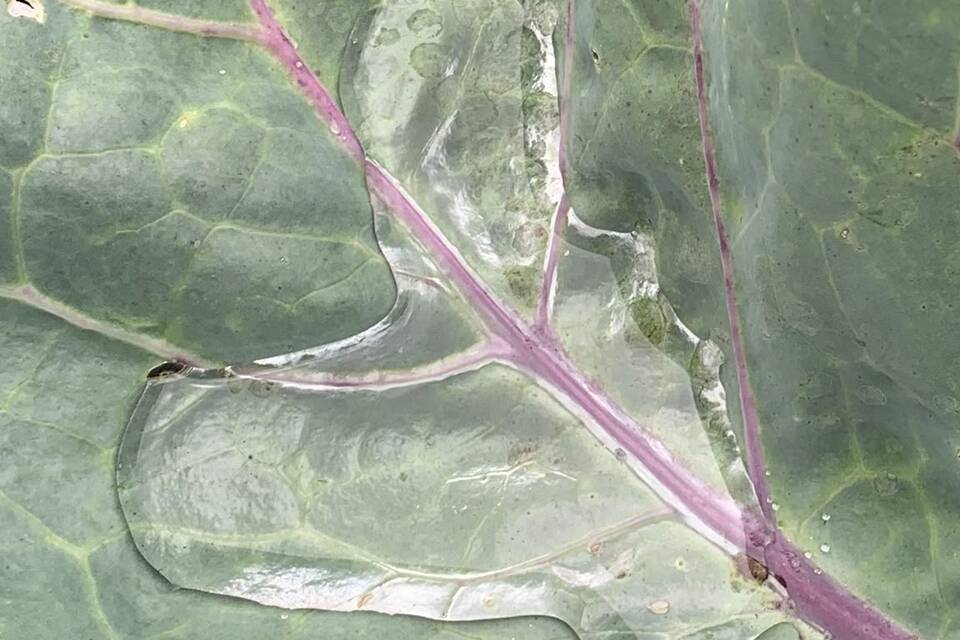 Vanmiddag op de tuin met Wietske op de dorpstuin ‧ 06-08-2026