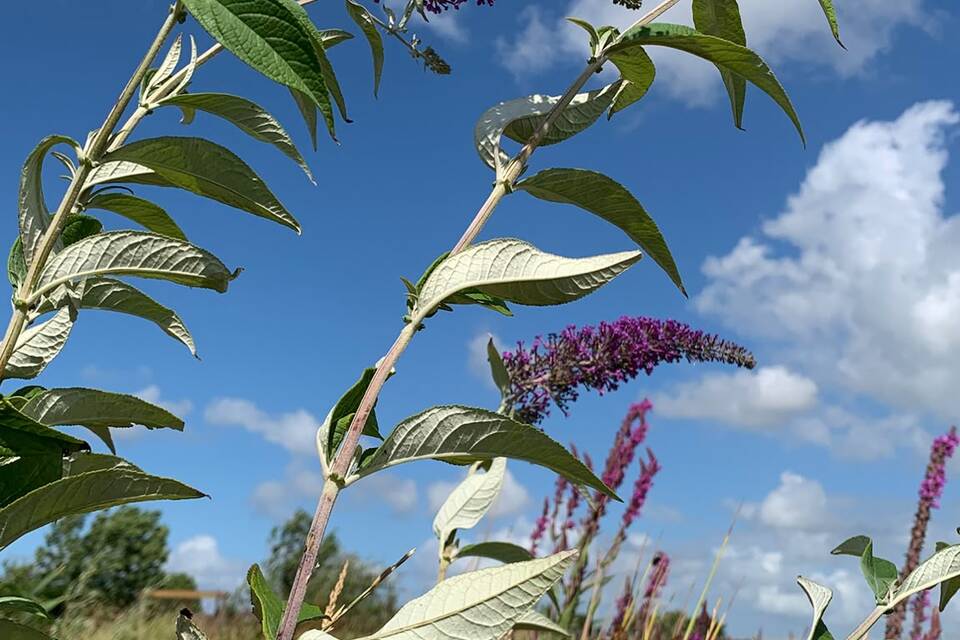 Vanmiddag op de tuin met Wietske op de dorpstuin ‧ 06-08-2026