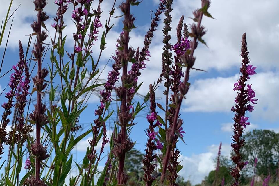 Vanmiddag op de tuin met Wietske op de dorpstuin ‧ 06-08-2026